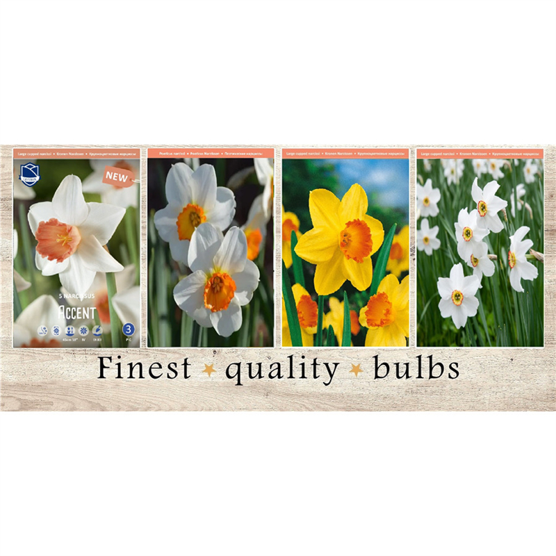 VAN-225 Нарциссы Крупноцветковые (4x50шт.)12-14