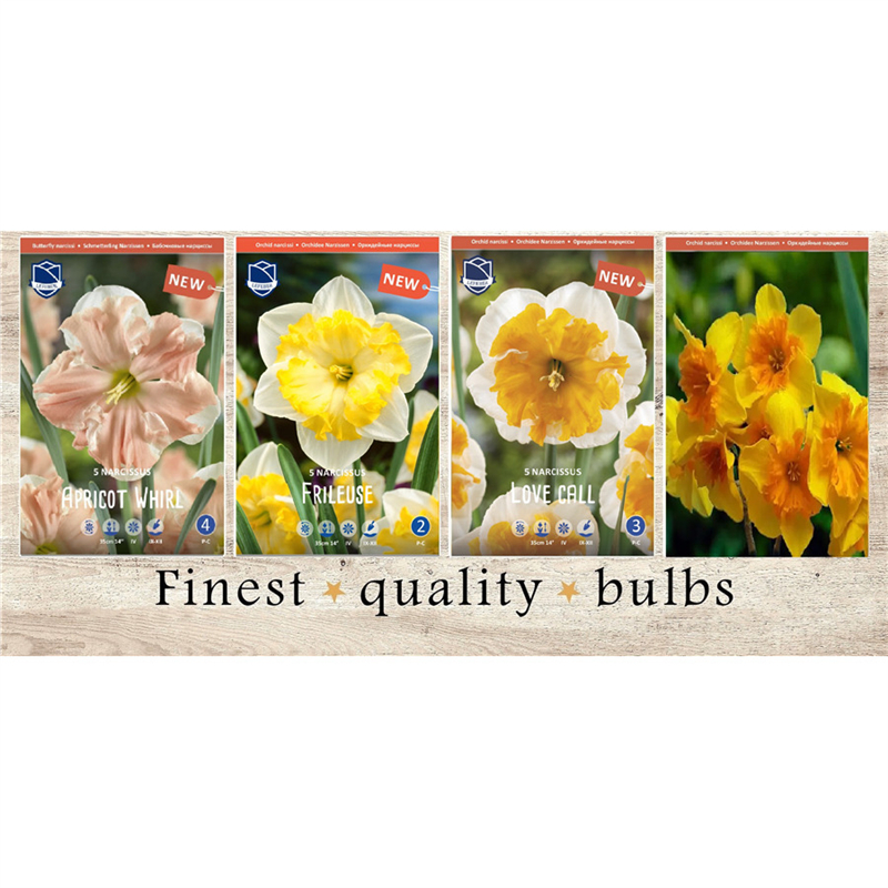 VAN-235 Нарциссы Орхидейные(4x50шт.)12-14