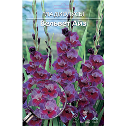 Вельвет Айз