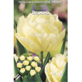 Тюльпан Махровый Ранний Верона
