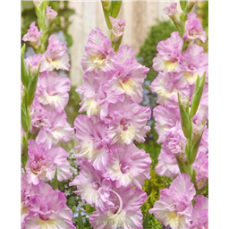 Владивосток