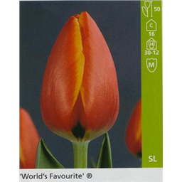 Ворд Фаворит