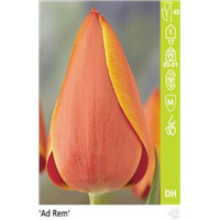 Дарвиновы Гибриды