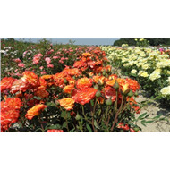 Флорибунда