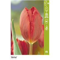 Махровые ранние