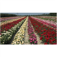 Миниатюрные