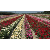 Миниатюрные