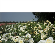 Почвопокровные