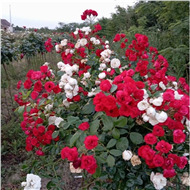 Штамбовые розы