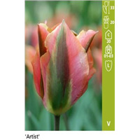 Зеленоцветные