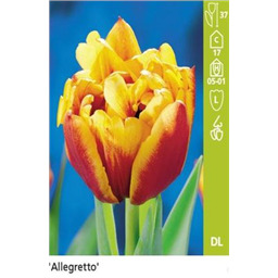 Аллегретто