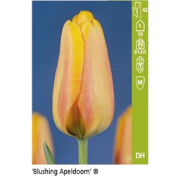 Блашинг Апельдорн