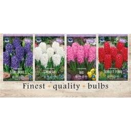 GAH-615 Гиацинты(4x40шт.)16/17