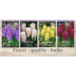 GAH-625 Гиацинты(4x40шт.)16/17