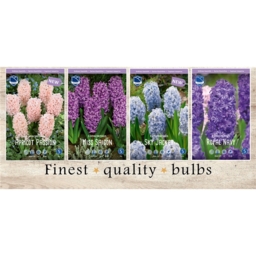 GAH-635 Гиацинты(4x40шт.)16/17