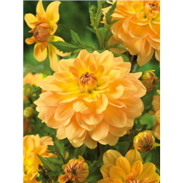 Георгина Алладинс Лемп