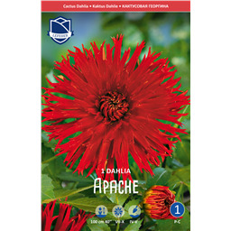 Георгина Апачи