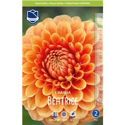 Георгина Биатрис