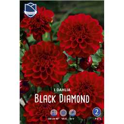 Георгина Блэк Даймонд