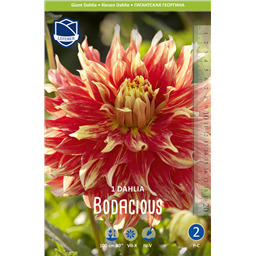 Георгина Бодашез