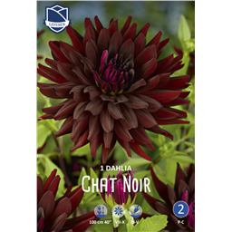 Георгина Чат Нуар