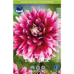 Георгина Дарк Хорс