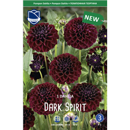 Георгина Дарк Спирит