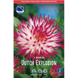 Георгина Датч Эксплоушен