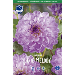 Георгина Дикси Мелоди