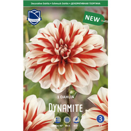 Георгина Динамит