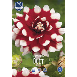 Георгина Дуэт