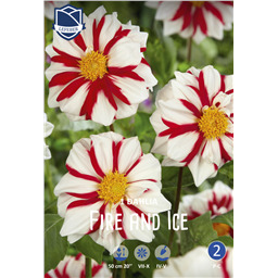 Георгина Файр энд Айс