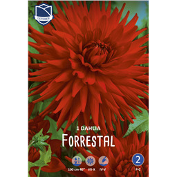 Георгина Форрестал