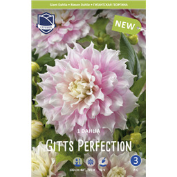 Георгина Гиттс Перфекшн