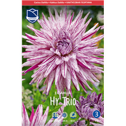 Георгина Хай Трио