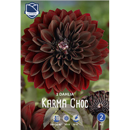 Георгина Карма Шок