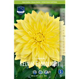 Георгина Келвин Флудлайт