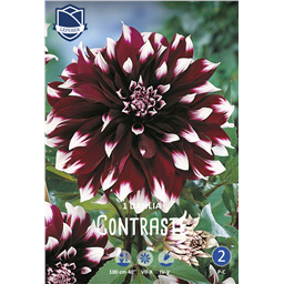 Георгина Контраст