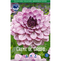 Георгина Кремде Кассис