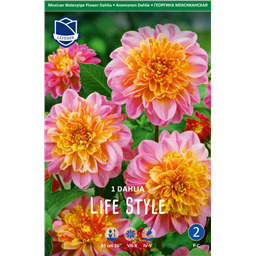 Георгина Лайф Стайл