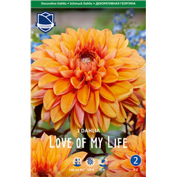 Георгина Лав оф Май Лайф