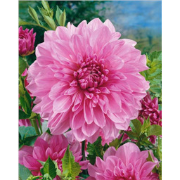 Георгина Лавандер Перфекшн