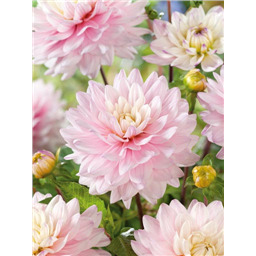 Георгина Леди Кейт