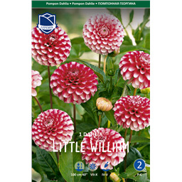 Георгина Литтл Вильям