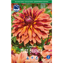 Георгина Мисс Бренди