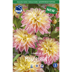 Георгина Мондриан