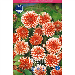 Георгина Мюзет