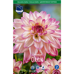 Георгина Орион