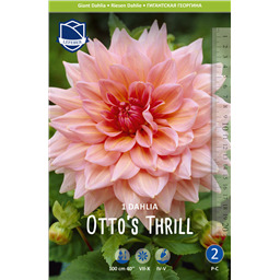 Георгина Отто Триль