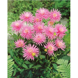 Георгина Парк Принцесс